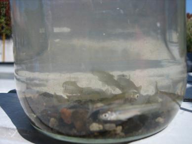 小さな魚