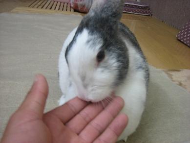 ウサギ
