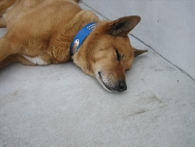 のんきな犬