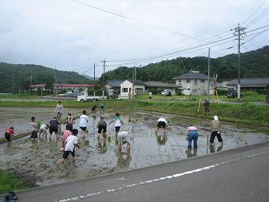 田植え