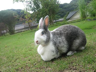 うさぎ