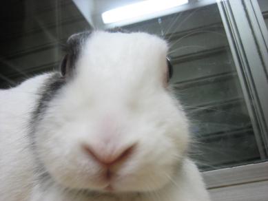 ウサギ
